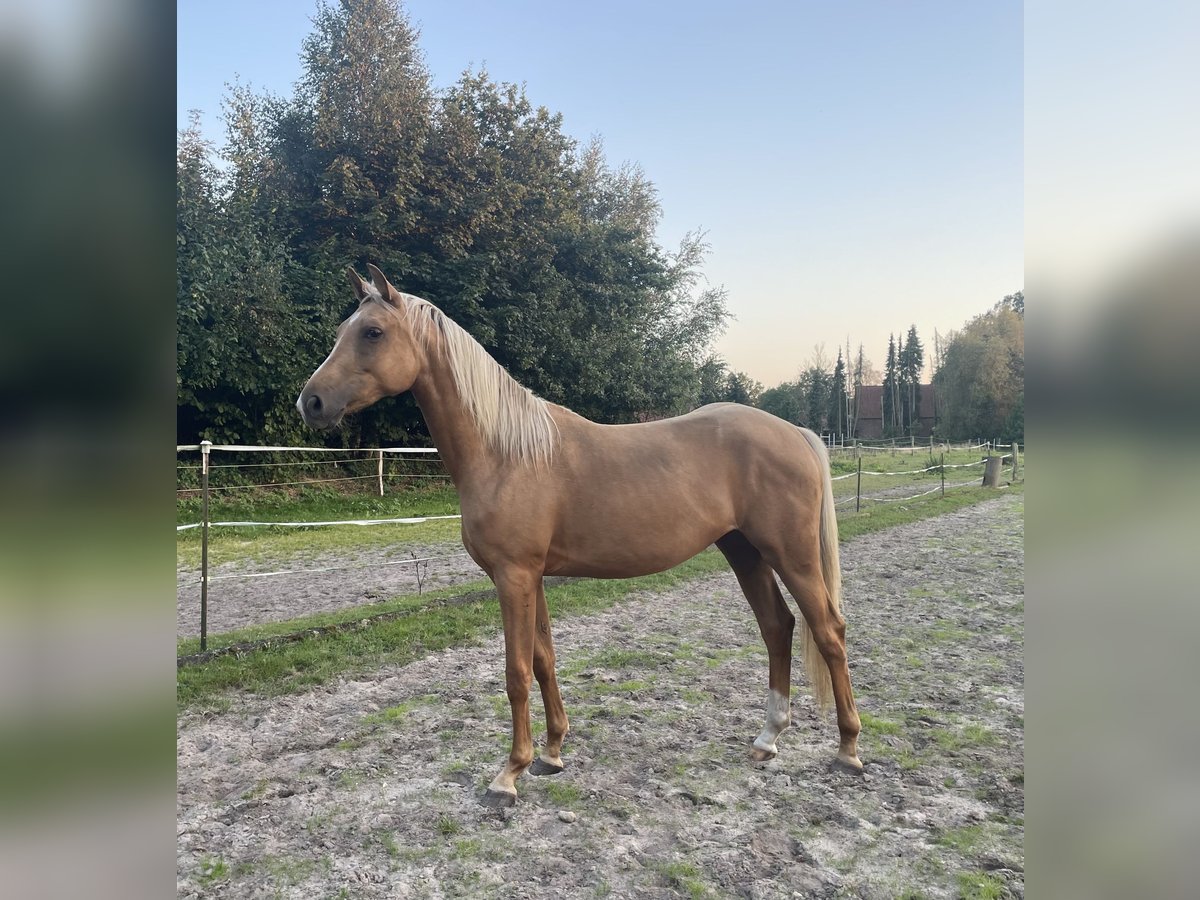 Rijnlander Merrie 3 Jaar 163 cm Palomino in Sittensen