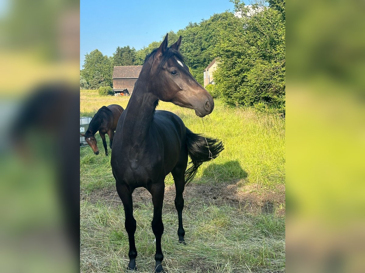 Rijnlander Merrie 4 Jaar 162 cm Donkerbruin in Ratingen