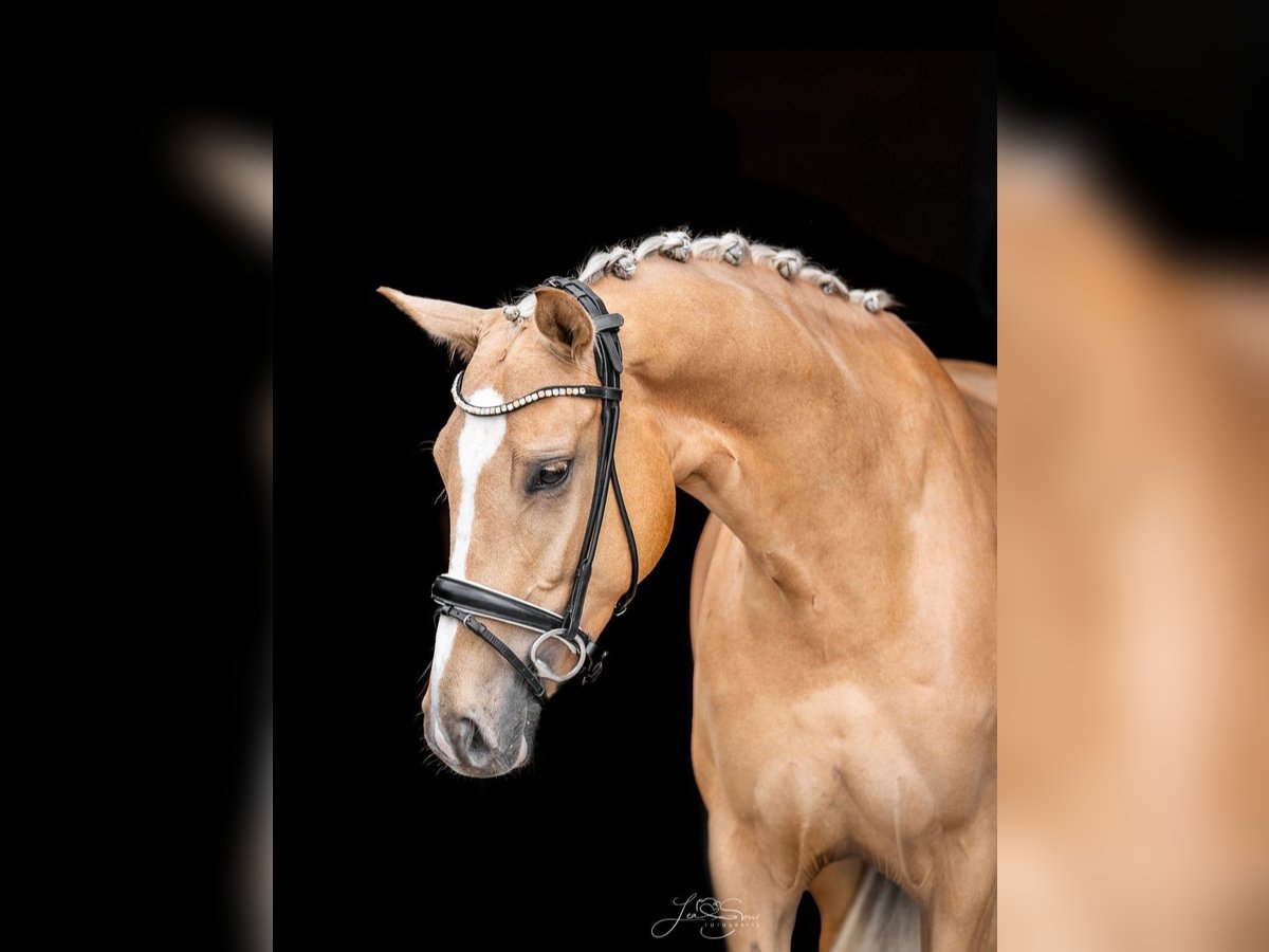 Rijnlander Merrie 4 Jaar 168 cm Palomino in Aachen