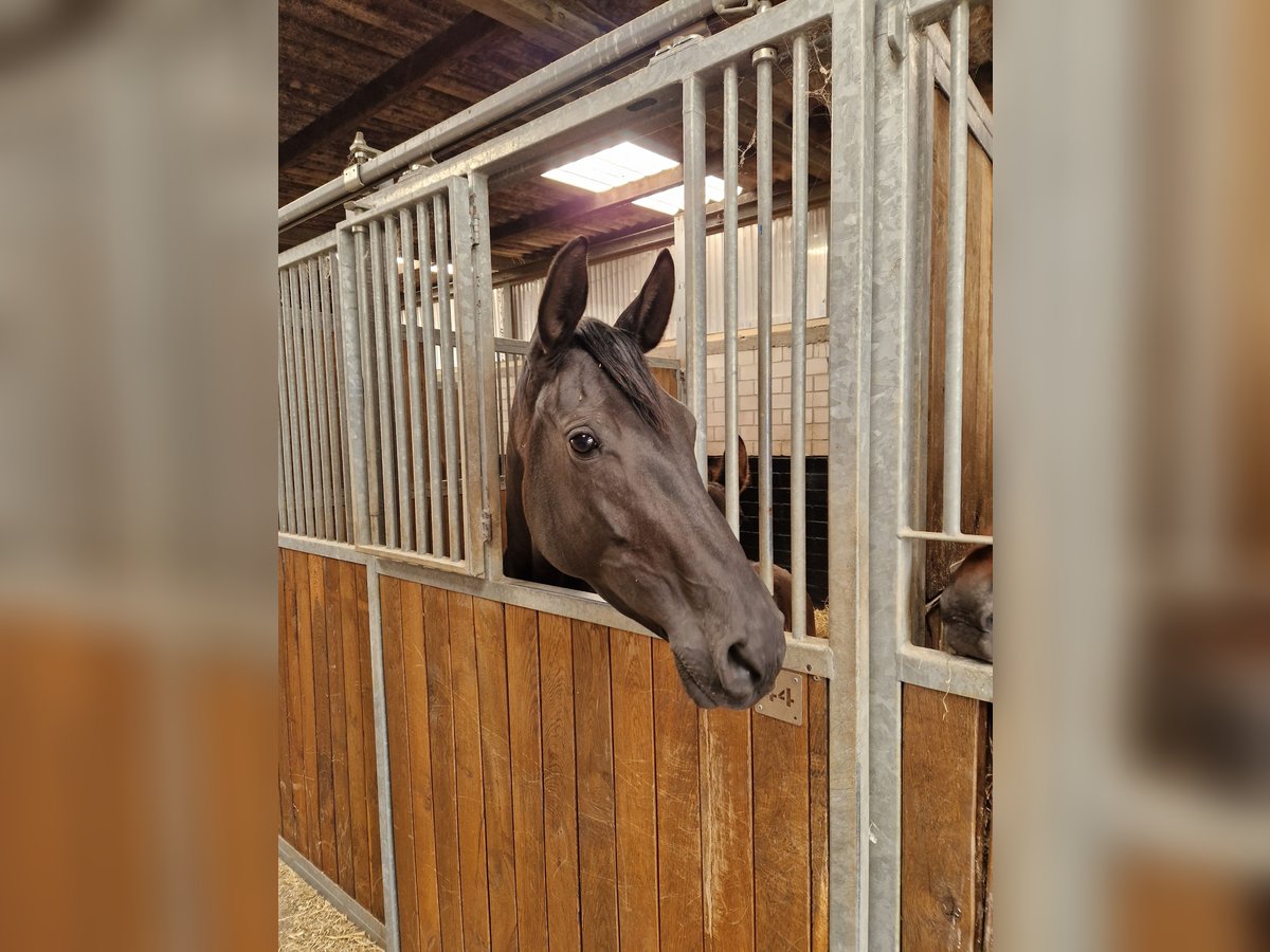 Rijnlander Merrie 4 Jaar 172 cm Zwart in Ascheberg