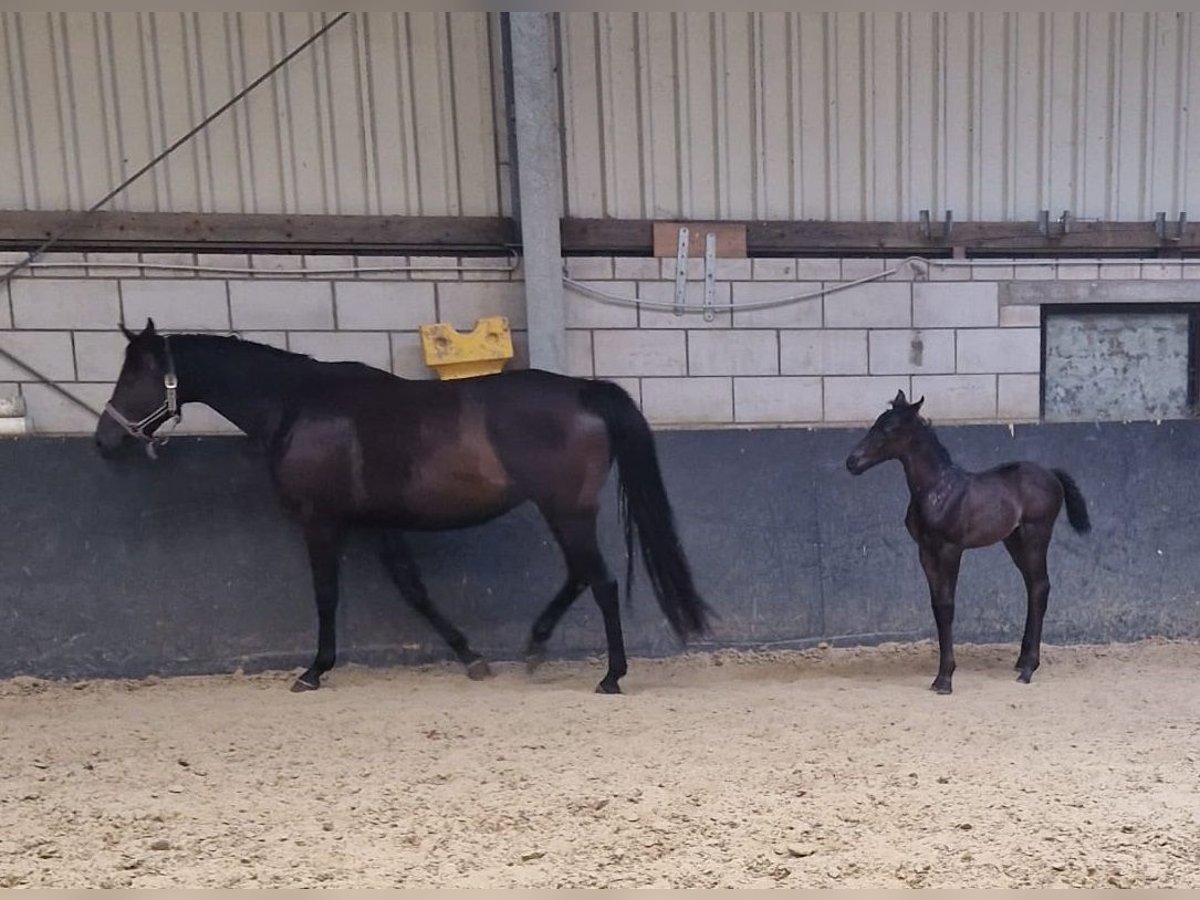 Rijnlander Merrie 6 Jaar 166 cm Donkerbruin in Moers