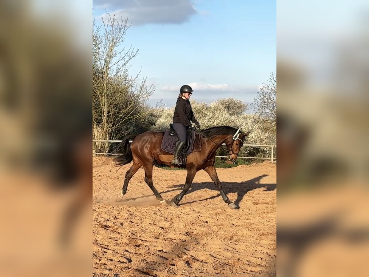 Rijnlander Merrie 7 Jaar 165 cm Bruin in Mettlach