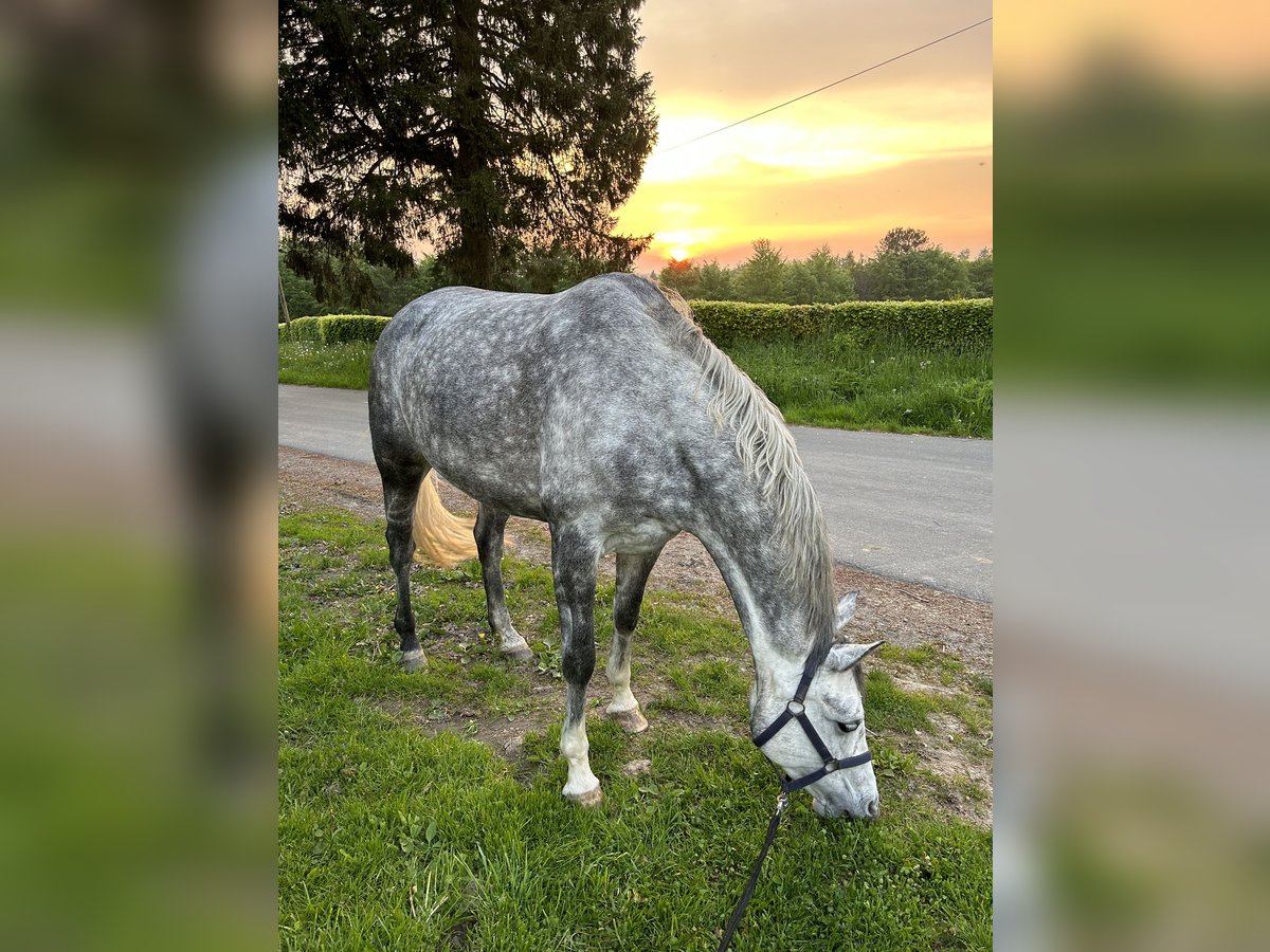 Rijnlander Merrie 7 Jaar 167 cm Appelschimmel in Simmerath