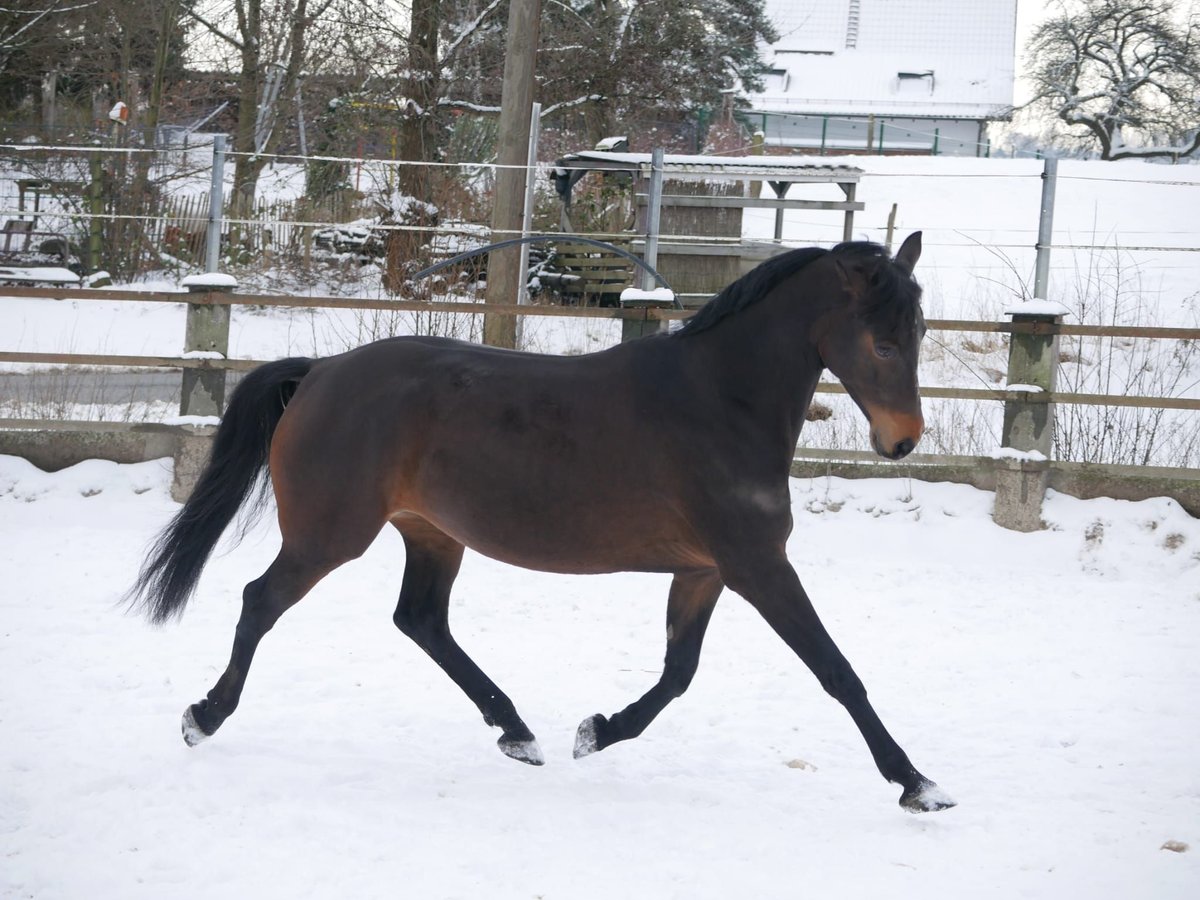 Rijnlander Merrie 8 Jaar 165 cm Donkerbruin in Gevelsberg