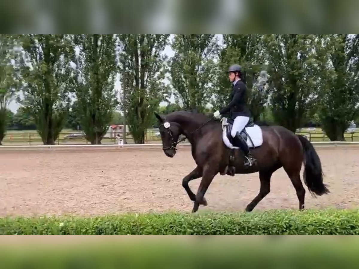 Rijnlander Merrie 9 Jaar 168 cm Zwart in Dortmund