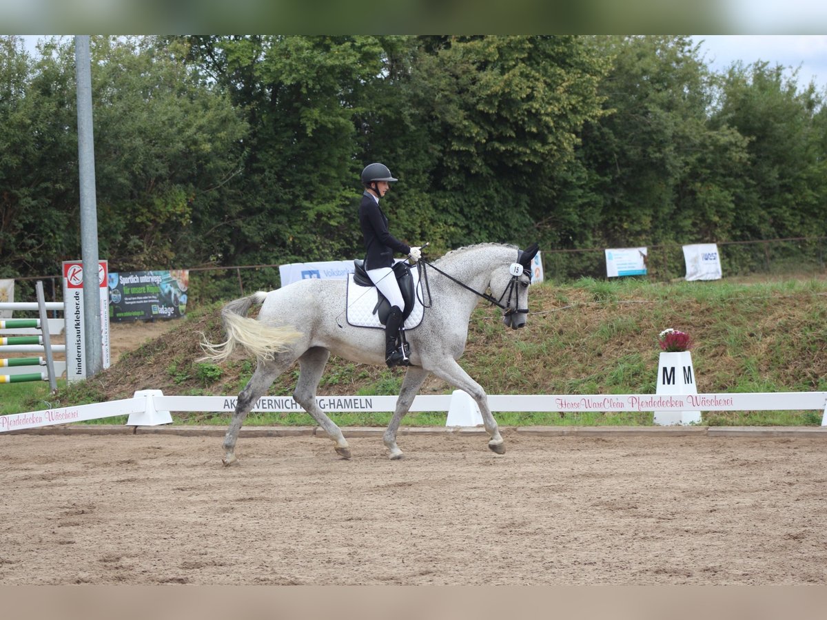 Rijnlander Merrie 9 Jaar 174 cm Schimmel in Lauenau Lauenau