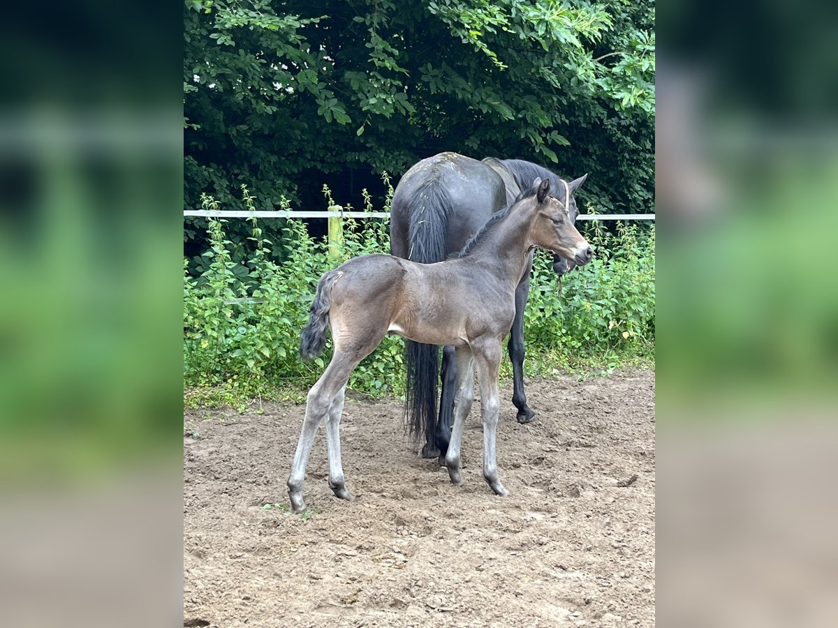 Rijnlander Merrie veulen (05/2024) Donkerbruin in Hamminkeln