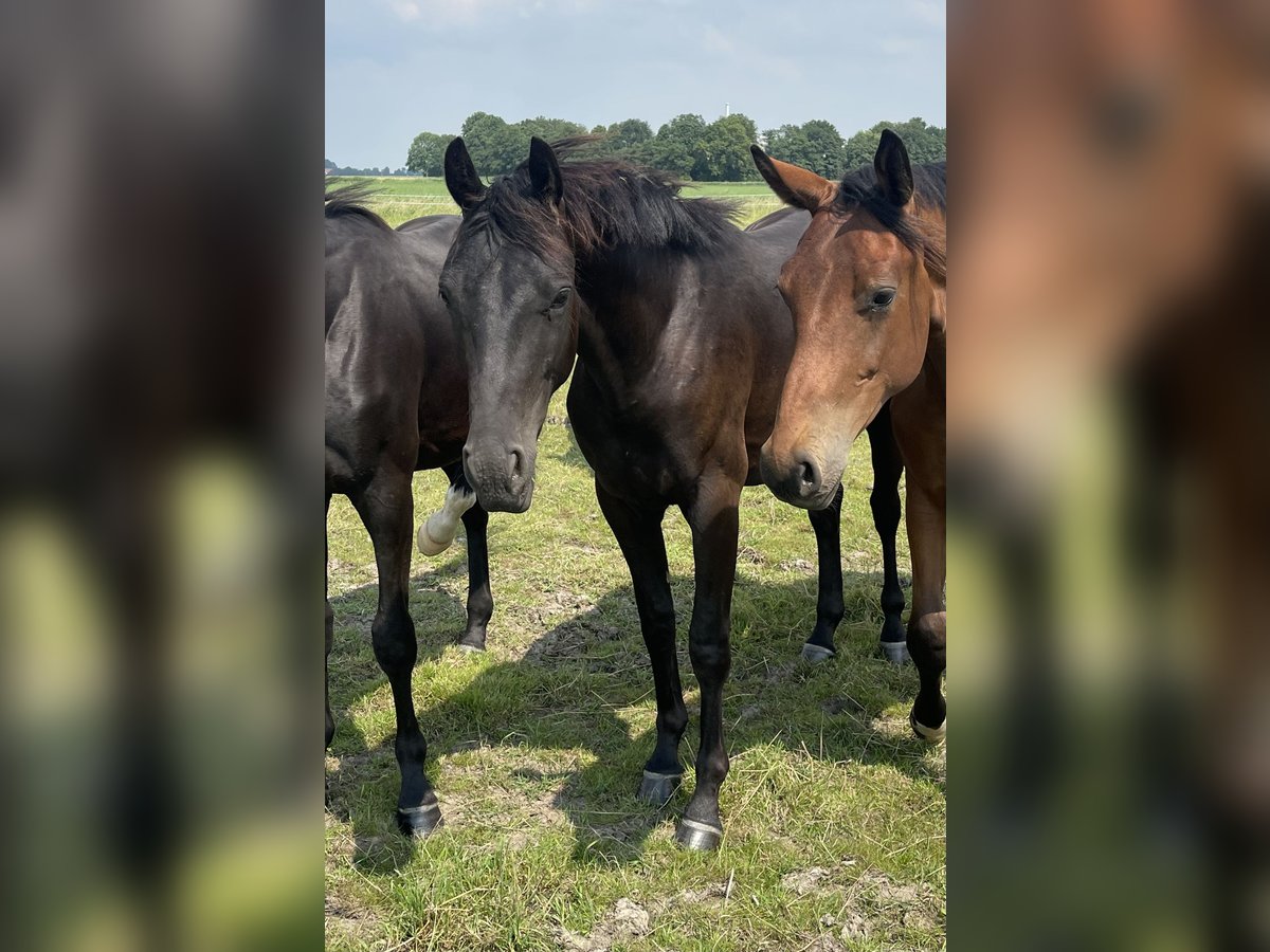 Rijnlander Ruin 2 Jaar Zwart in Krummhörn Rysum