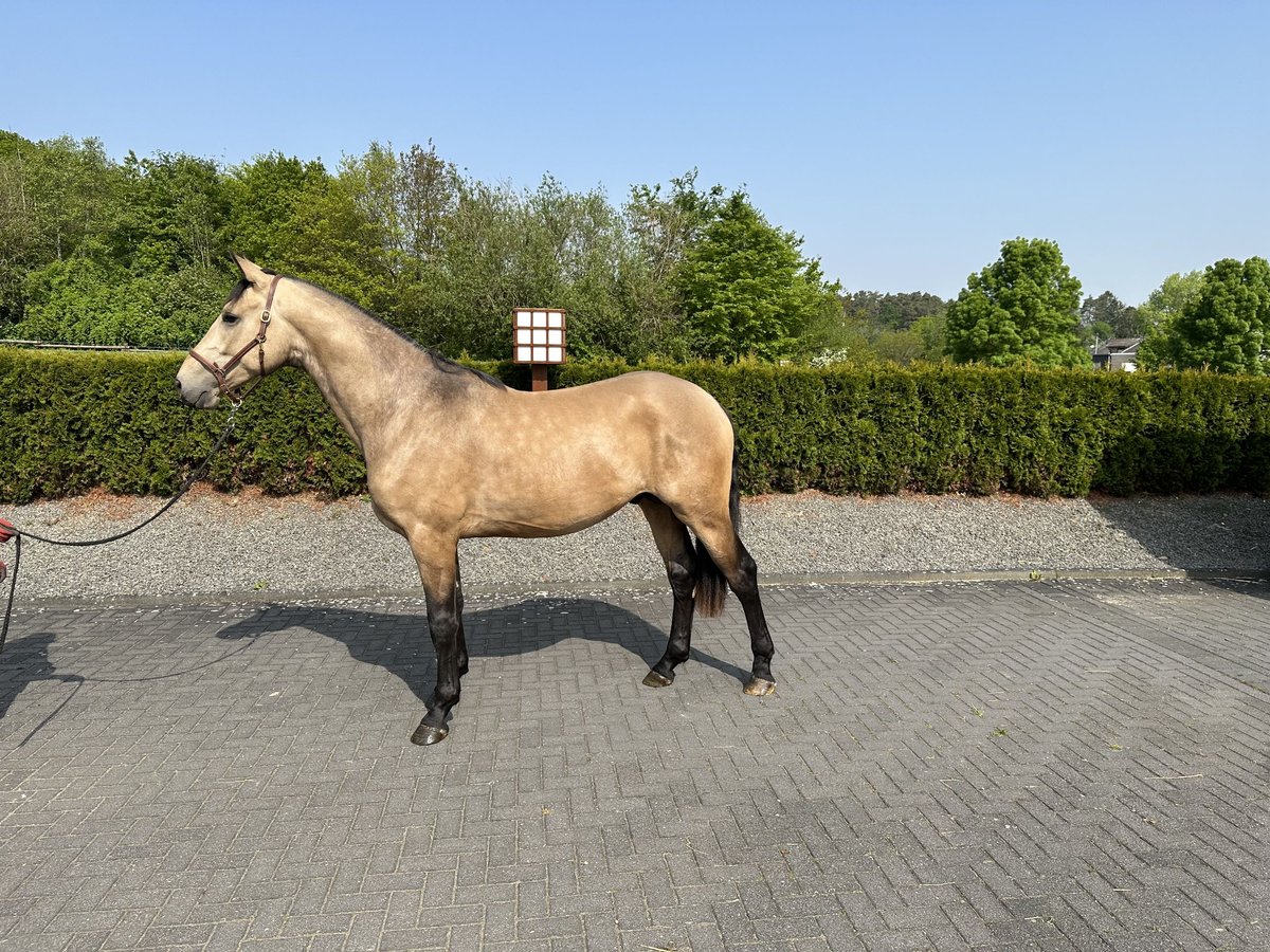 Rijnlander Ruin 4 Jaar 170 cm Buckskin in Heimbach