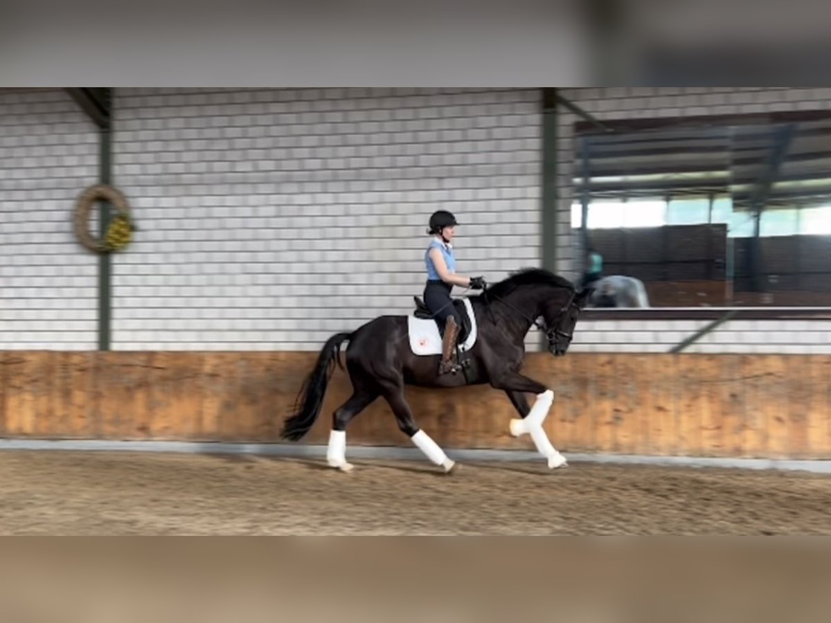 Rijnlander Ruin 5 Jaar 172 cm Zwart in W&#xFC;rselen