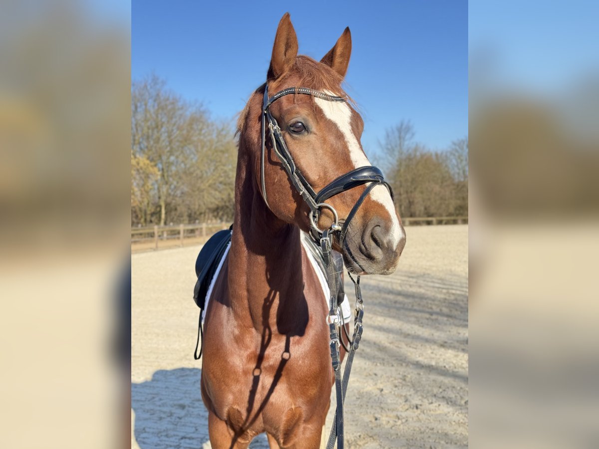 Rijnlander Ruin 6 Jaar 172 cm Donkere-vos in Rommerskirchen Rijnlander Ruin 6 Jaar 172 cm Donkere-vos in Rommerskirchen