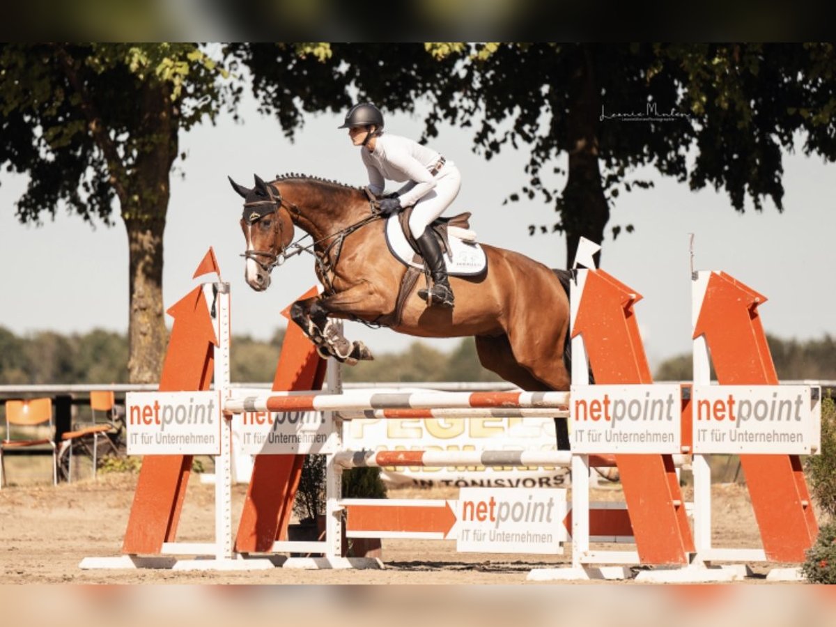 Rijnlander Ruin 8 Jaar 168 cm in Nettetal