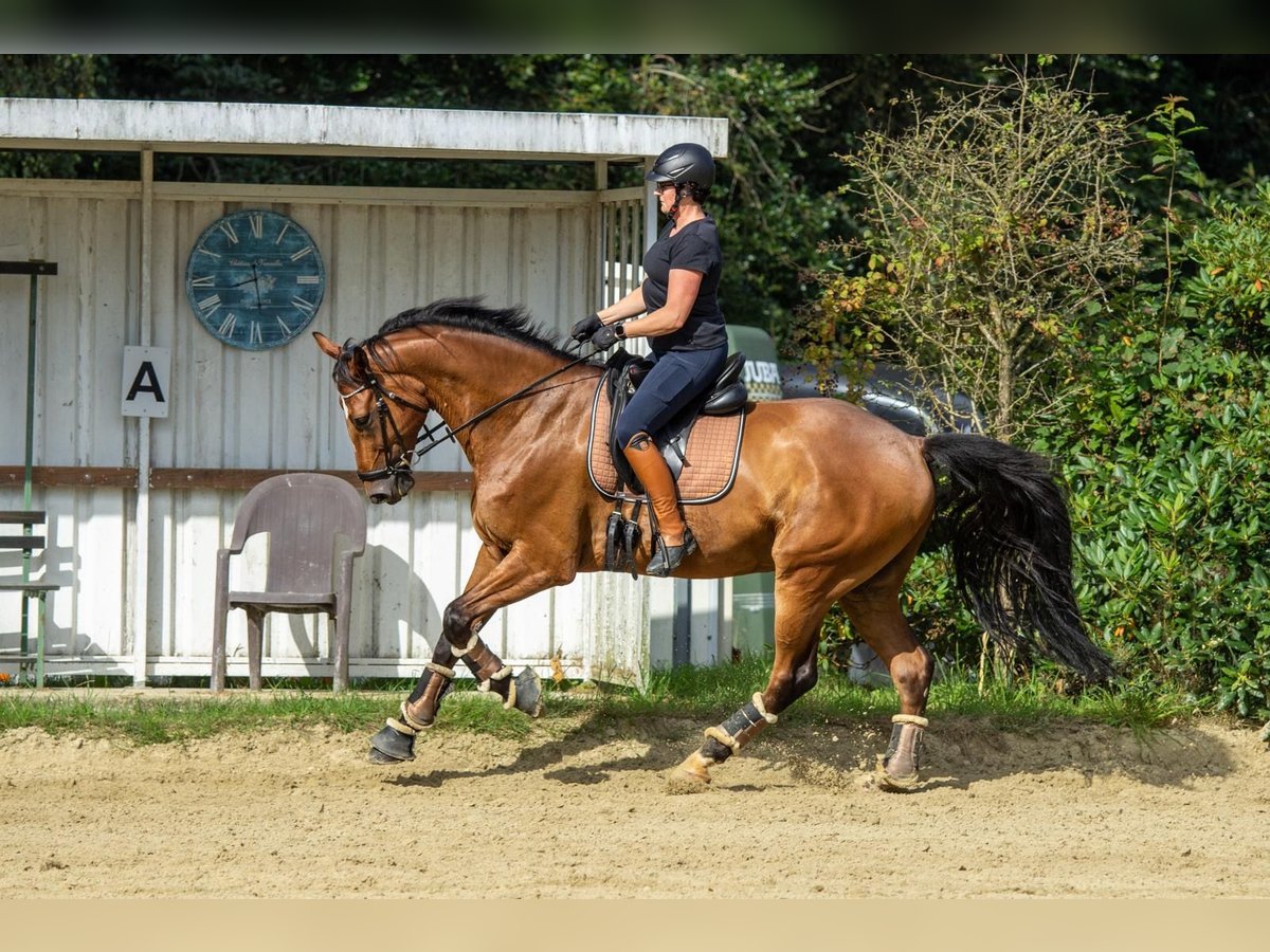 Rijnlander Ruin 9 Jaar 175 cm Bruin in K&#xF6;ln