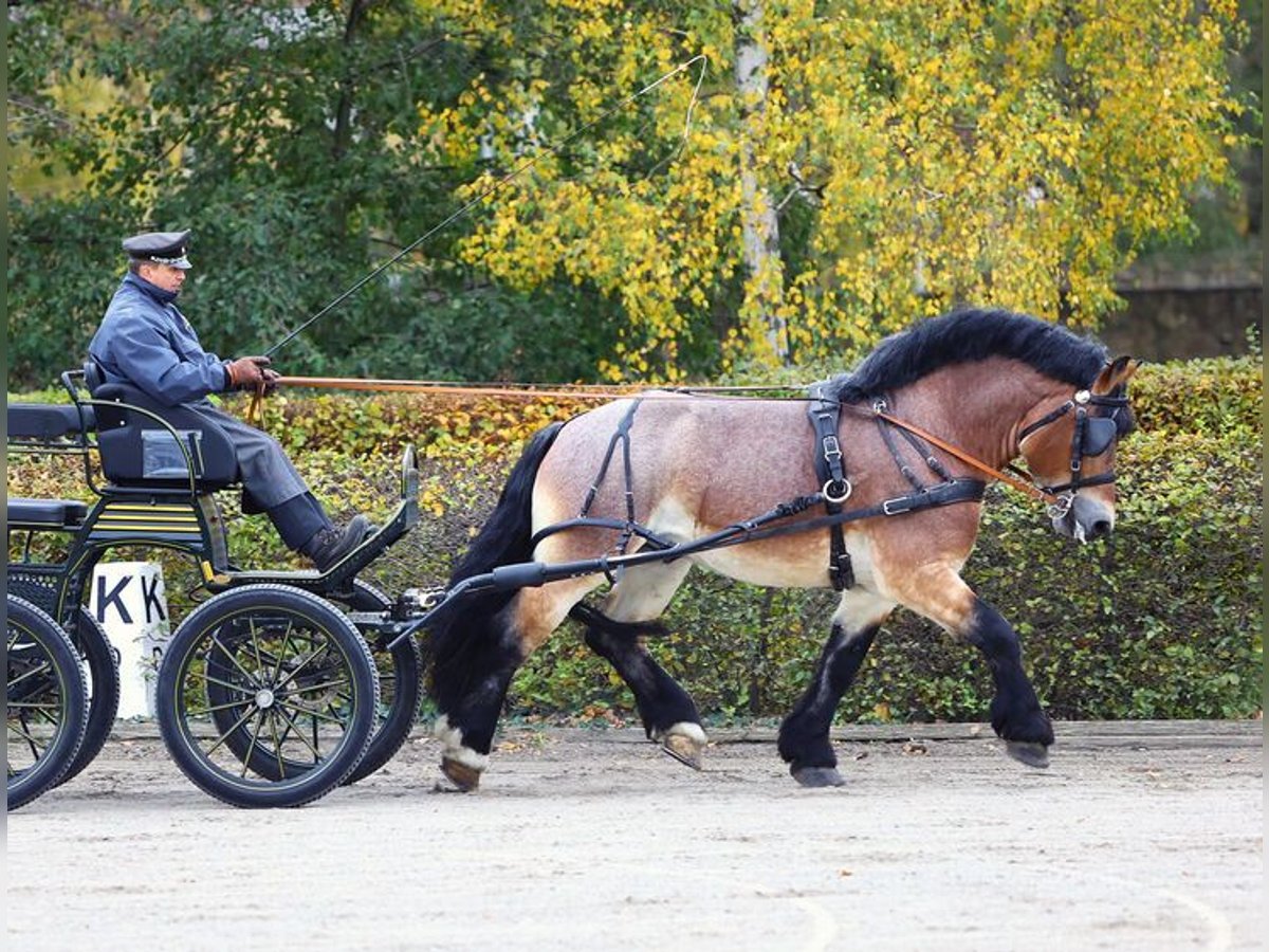 Rijnlandse Duitse Koudbloed Hengst Bruin in Sonnenstein