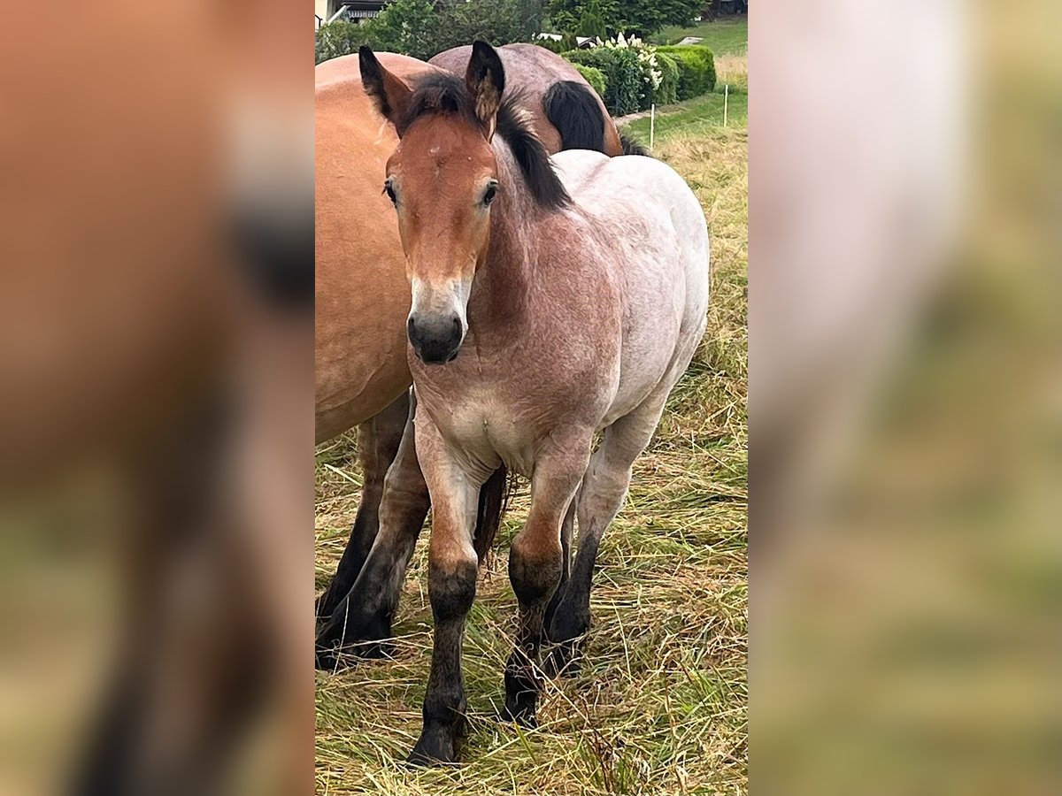 Rijnlandse Duitse Koudbloed Hengst veulen (05/2024) Brown Falb schimmel in Heigenbrücken