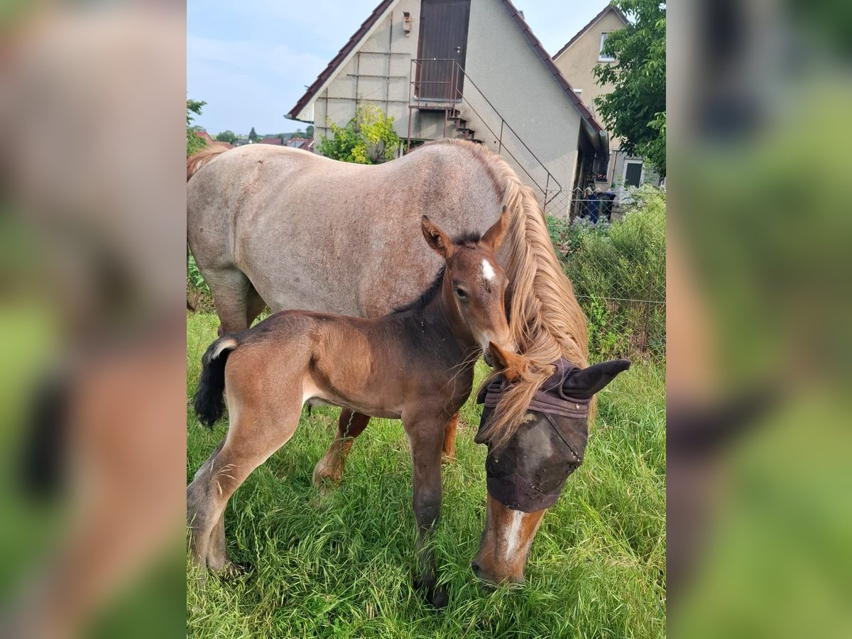 Rijnlandse Duitse Koudbloed Hengst Veulen (07/2025) in Ferna
