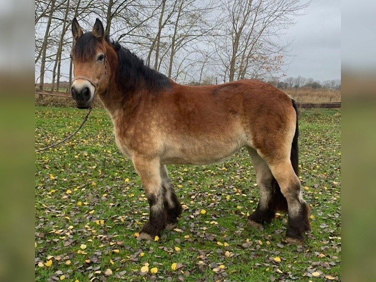 Rijnlandse Duitse Koudbloed Merrie 14 Jaar 164 cm Bruin in M&#xFC;nster