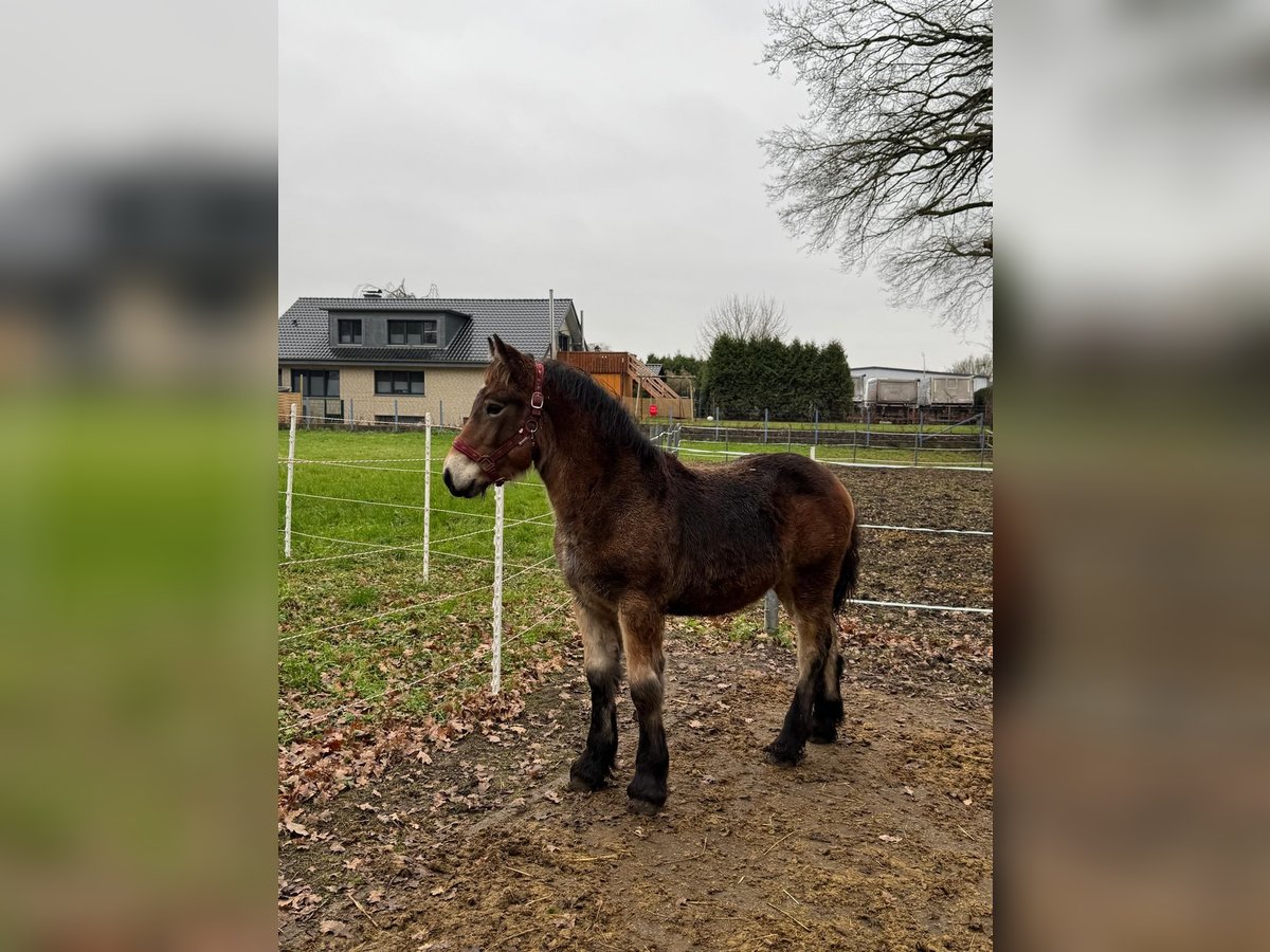 Rijnlandse Duitse Koudbloed Merrie 1 Jaar 140 cm Bruin in Nordkirchen