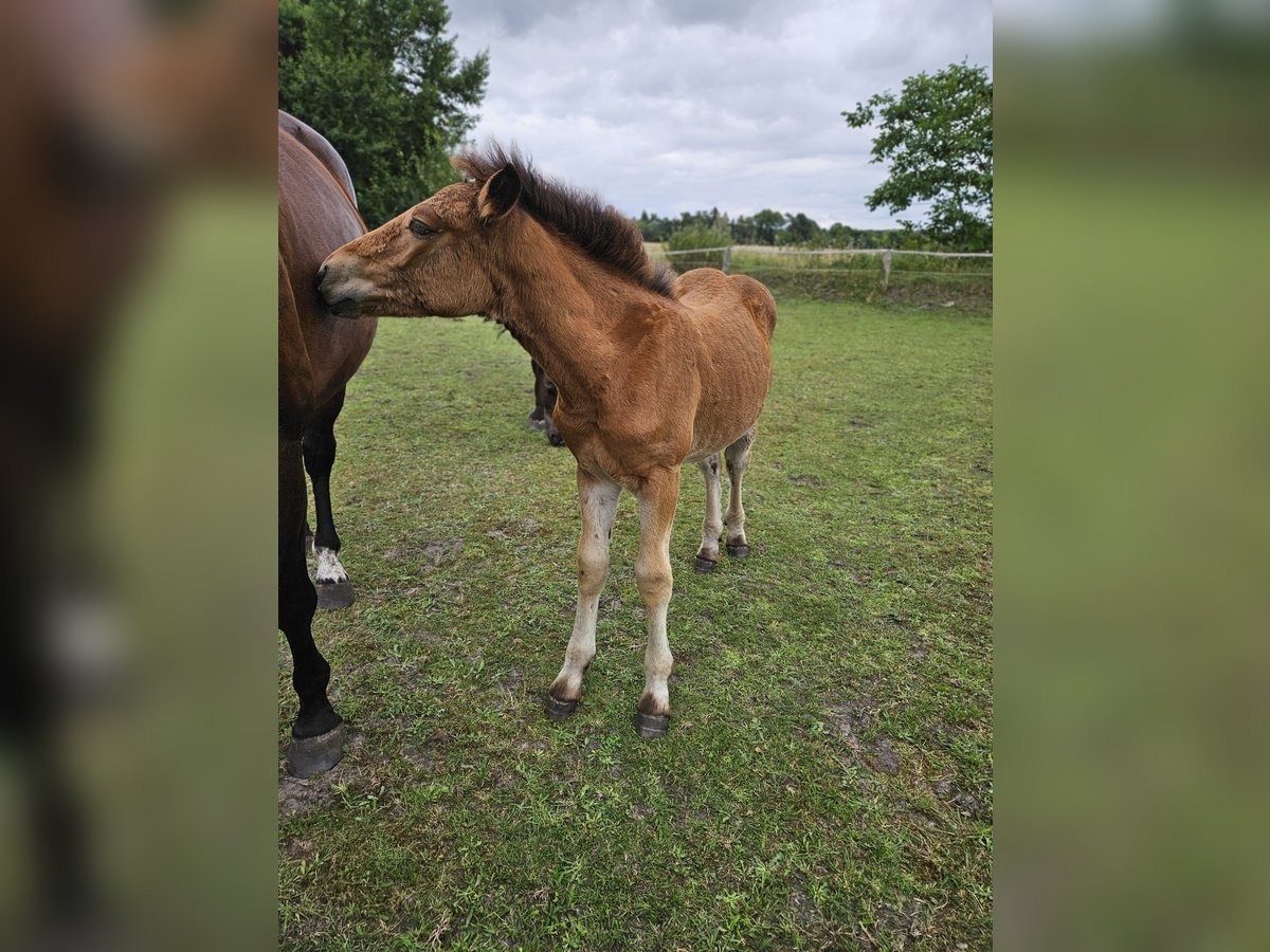 Rijnlandse Duitse Koudbloed Merrie 1 Jaar 160 cm Bruin in Ribnitz-Damgarten