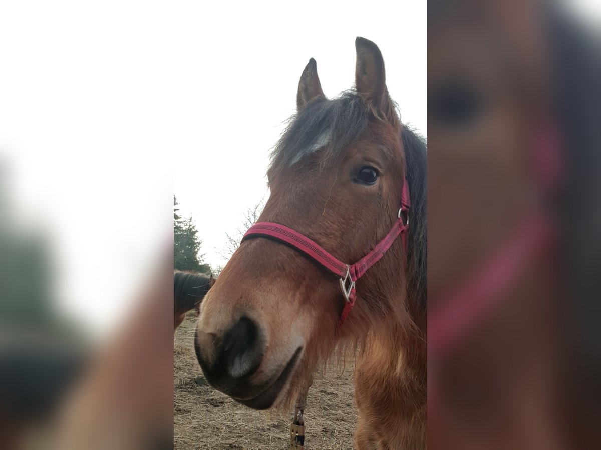 Rijnlandse Duitse Koudbloed Mix Merrie 3 Jaar 150 cm Lichtbruin in Z&#xF6;lkow