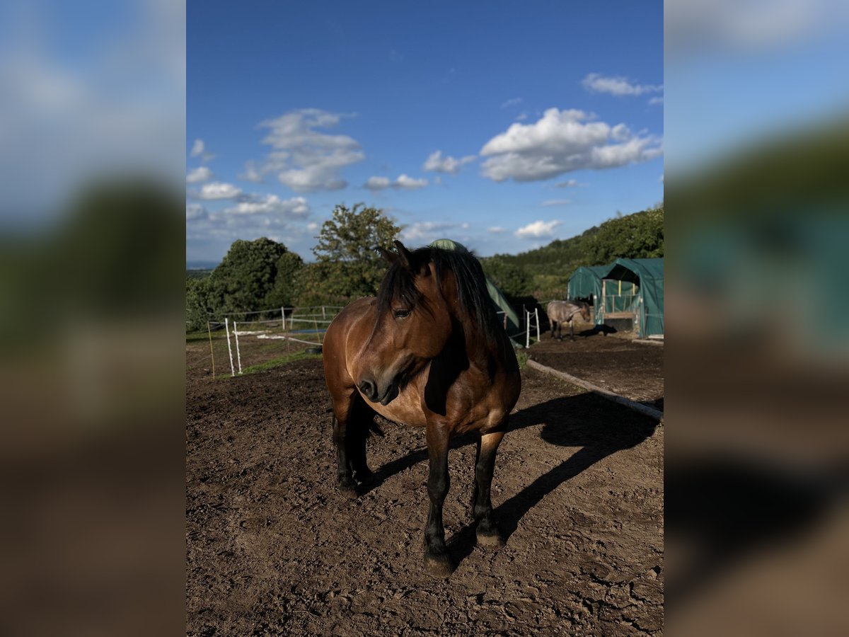 Rijnlandse Duitse Koudbloed Merrie 5 Jaar 160 cm Bruin in Altenberg