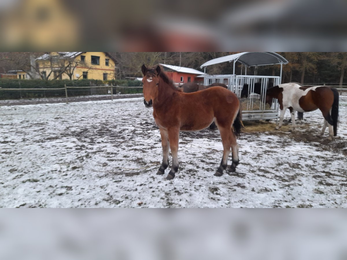 Rijnlandse Duitse Koudbloed Merrie  140 cm Bruin in Ribnitz-Damgarten