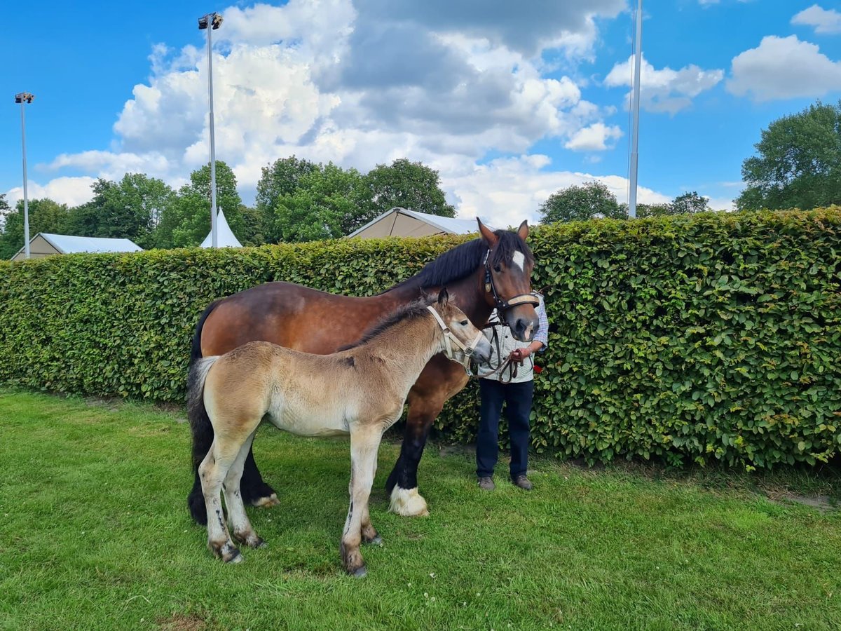 Rijnlandse Duitse Koudbloed Merrie veulen (04/2024) Bruin in Sendenhorst