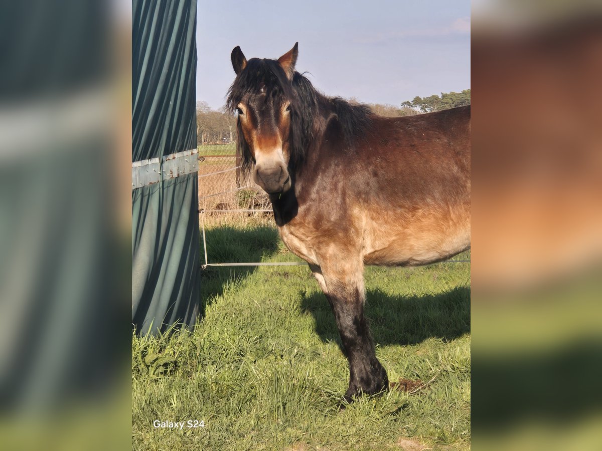 Rijnlandse Duitse Koudbloed Mix Ruin 3 Jaar 165 cm Bruin in Kloster Lehnin