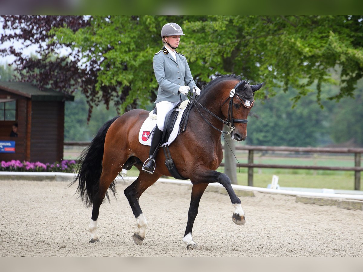 ROCK SPRINGS Westfaal Hengst Bruin in Adelheidsdorf