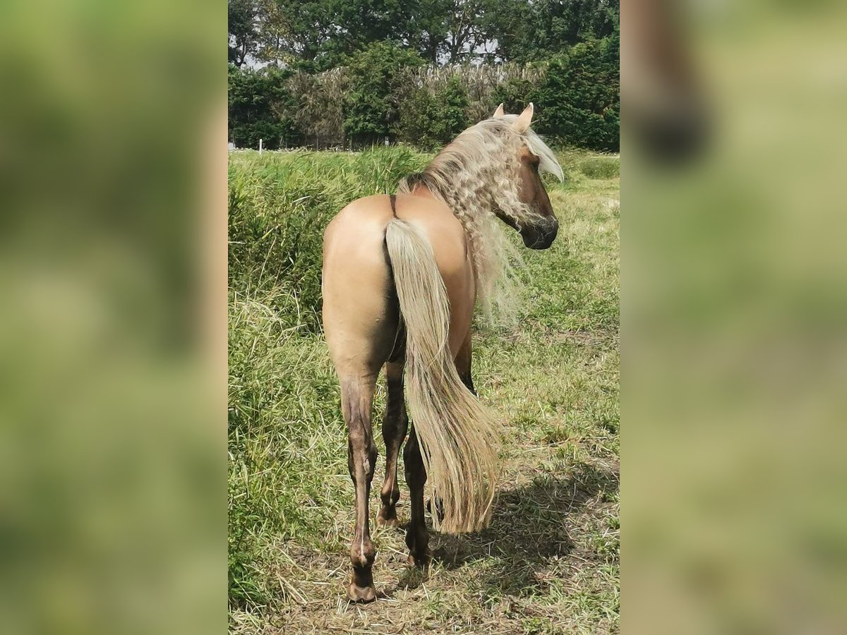 Rocky Mountain-häst Hingst 6 år 156 cm in Alkmaar