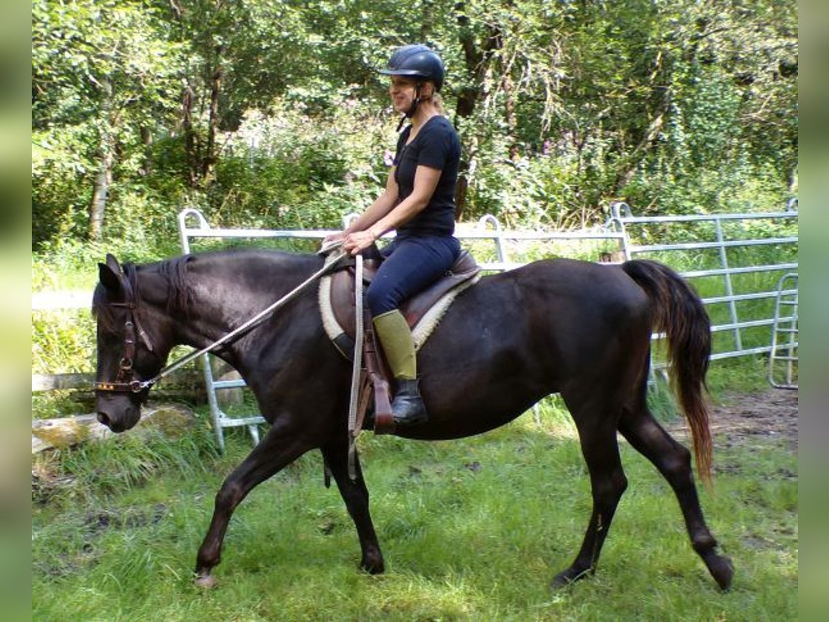 Rocky Mountain-häst Sto 14 år 153 cm in Arnbruck