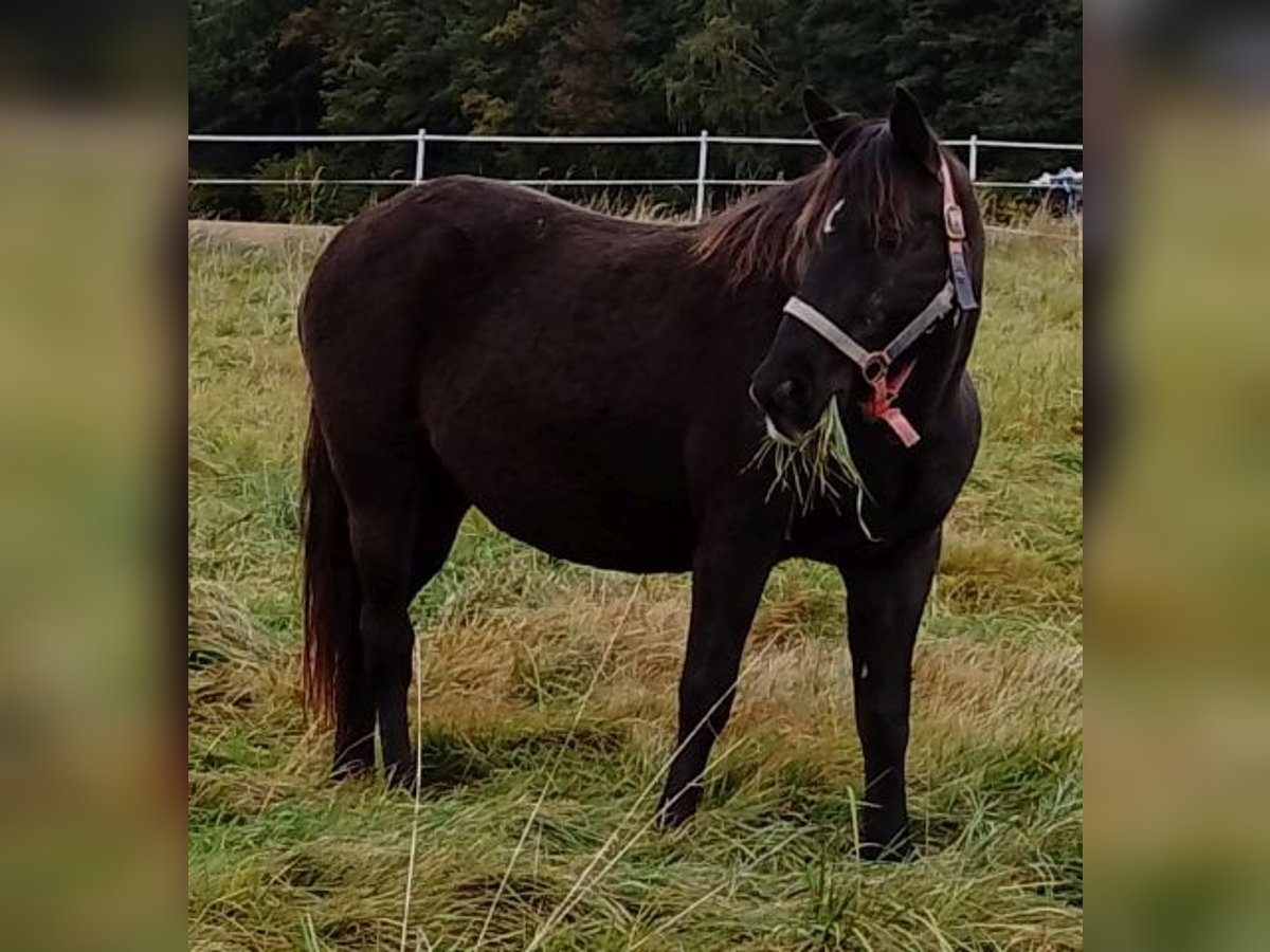 Rocky Mountain-häst Sto 14 år 154 cm in Arnbruck