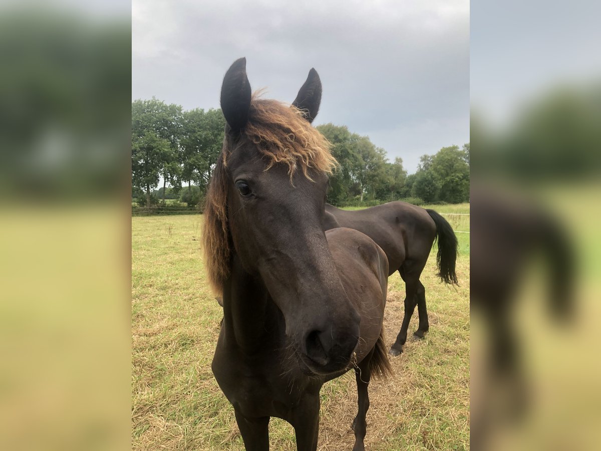 Rocky Mountain-häst Sto 1 år 150 cm Svart in Bad Zwischenahn