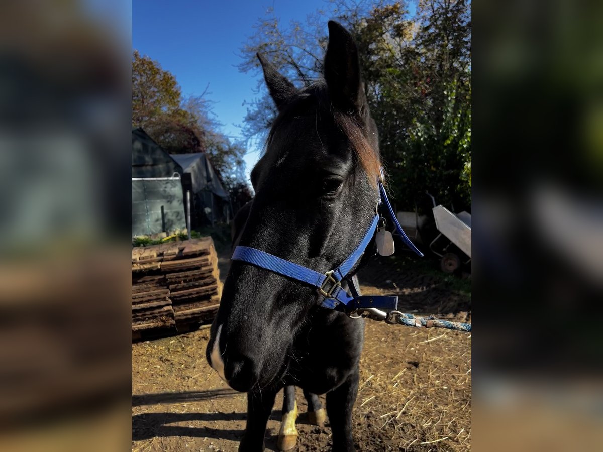 Rocky Mountain-häst Sto 4 år 153 cm Svart in Nack