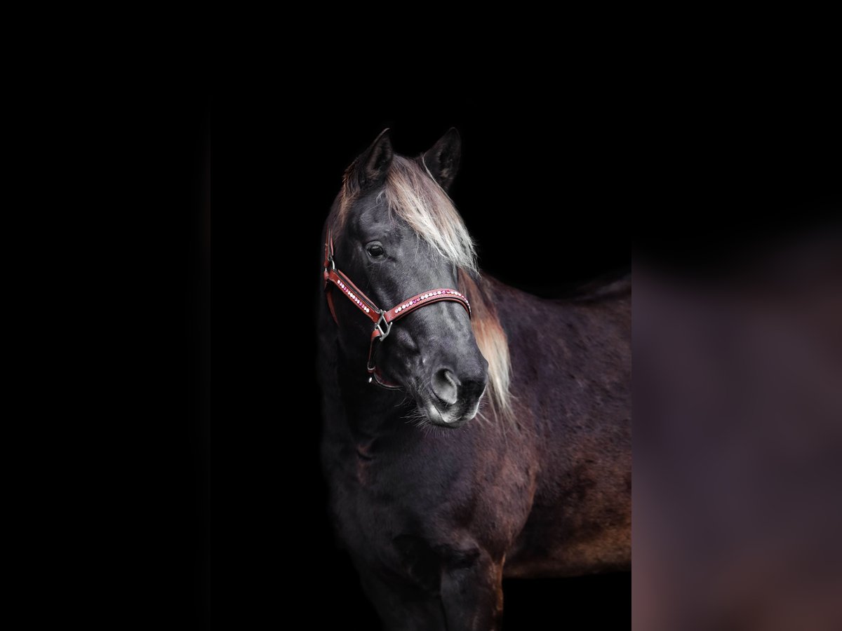 Rocky Mountain-häst Sto 4 år in Hamminkeln