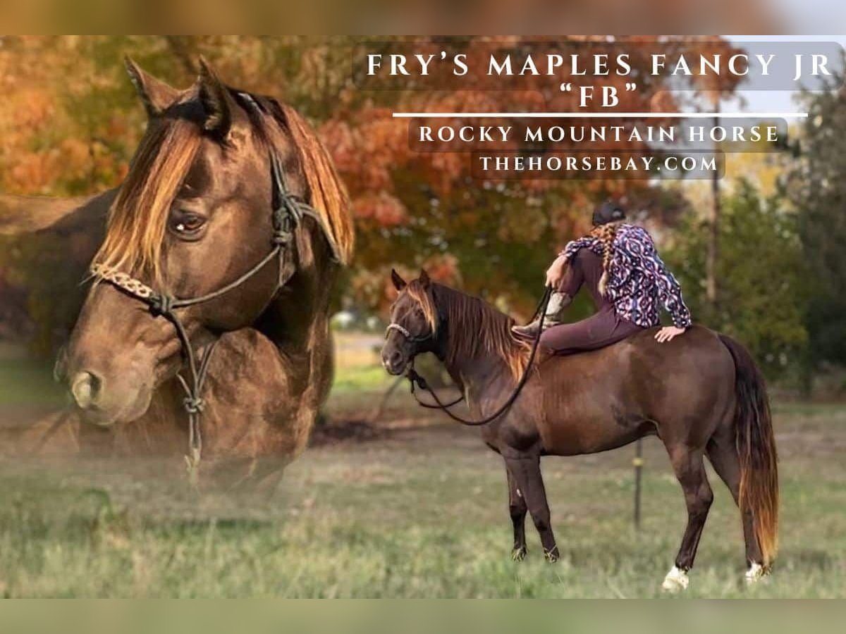 Rocky Mountain-häst Valack 11 år 150 cm Brun in Saint Croix Falls, WI