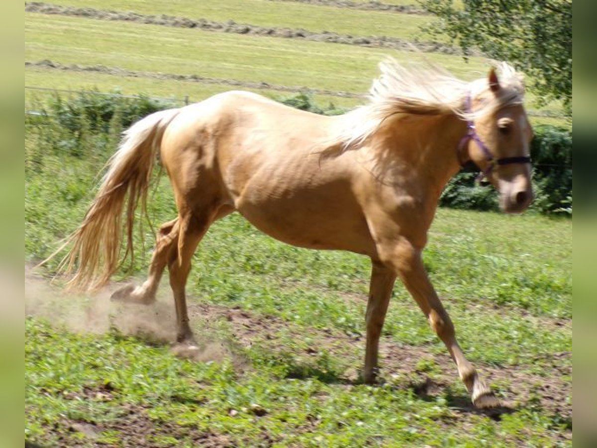 Rocky Mountain-häst Blandning Valack 3 år 145 cm Palomino in Arnbruck