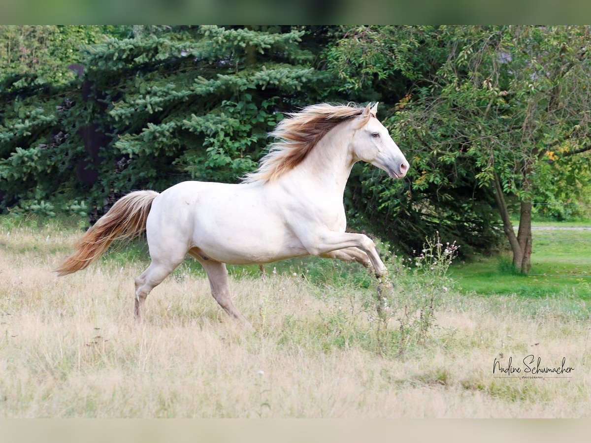 Rocky Mountain-häst Valack 9 år 153 cm Champagne in Diesdorf