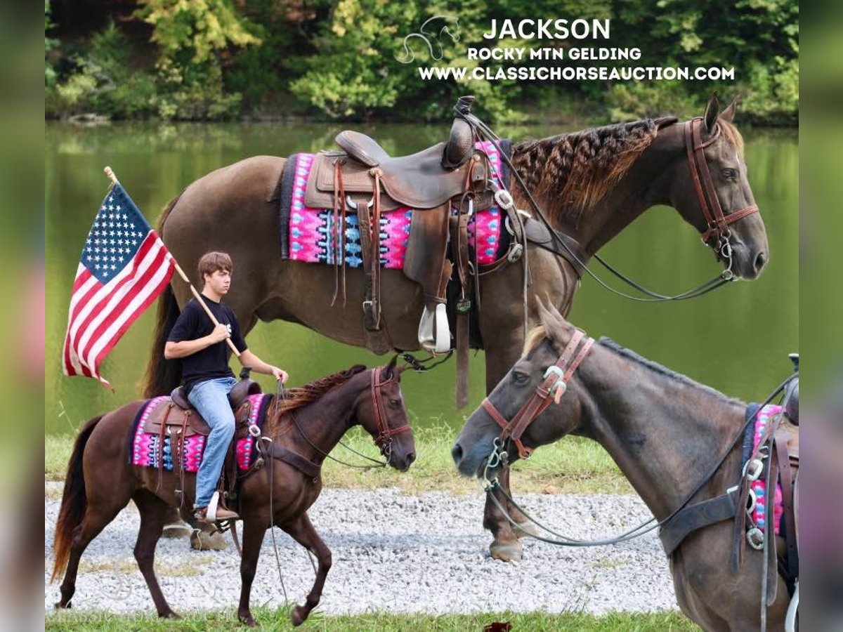 Rocky Mountain Horse Caballo castrado 11 años 152 cm Castaño in Tompkinsville, KY