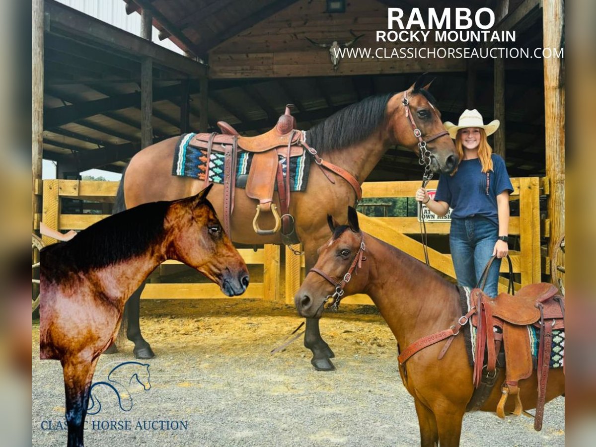 Rocky Mountain Horse Caballo castrado 12 años 152 cm Castaño rojizo in Breeding, KY