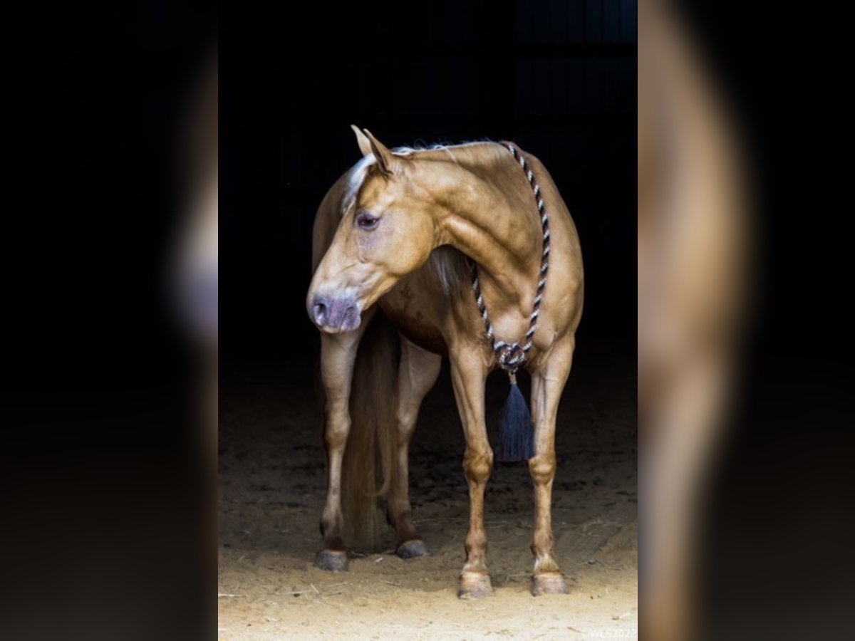 Rocky Mountain Horse Caballo castrado 12 años 152 cm Palomino in Brookesville Ky