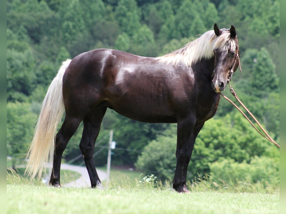 Rocky Mountain Horse Caballo castrado 14 años 155 cm Castaño in Jamestown KY