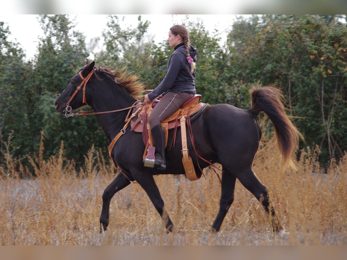 Rocky Mountain Horse Caballo castrado 15 años 154 cm in Les Barthes