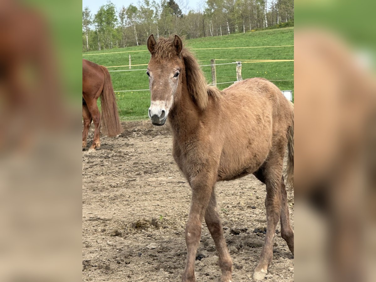 Rocky Mountain Horse Caballo castrado 1 año 150 cm Tordo rodado in Netphen