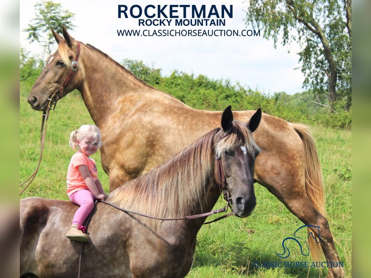 Rocky Mountain Horse Caballo castrado 5 años 142 cm Castaño in Rockholds, KY