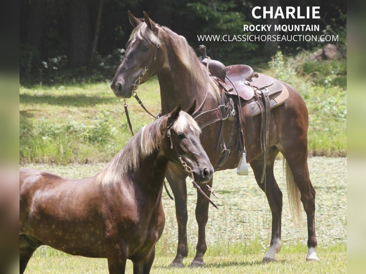 Rocky Mountain Horse Caballo castrado 6 años 142 cm Castaño in Whitley City, KY