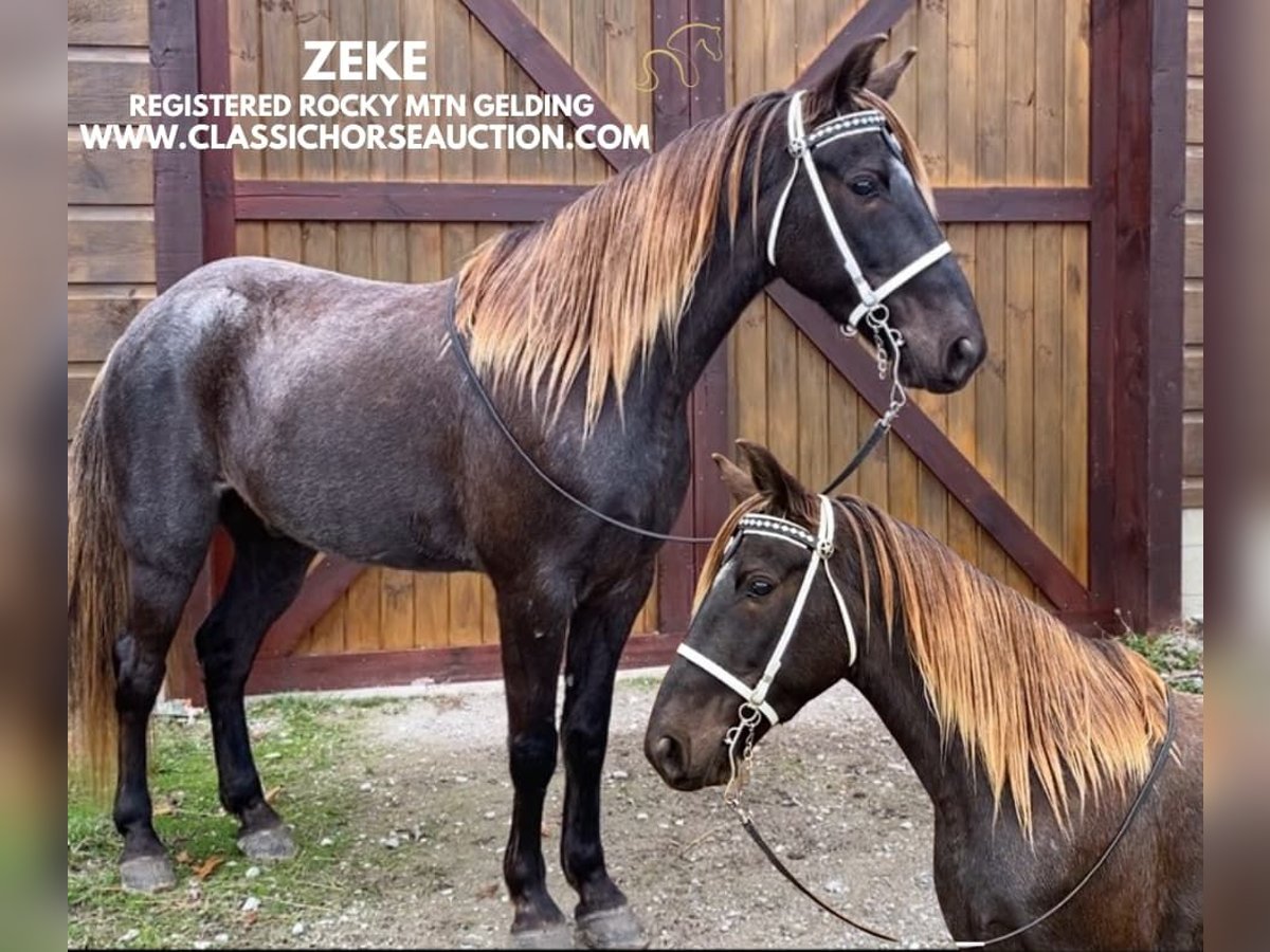 Rocky Mountain Horse Caballo castrado 7 años 152 cm Castaño in STRUNK, KY