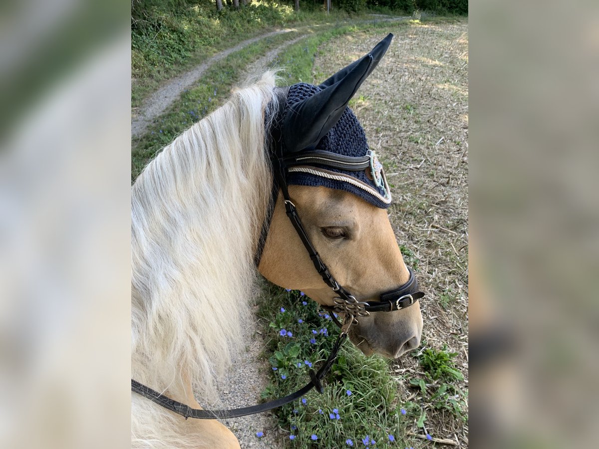 Rocky Mountain Horse Caballo castrado 7 años 155 cm Palomino in Stadel b. Niederglatt