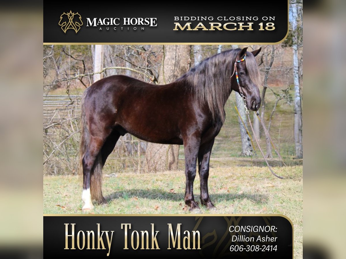 Rocky Mountain Horse Castrone 10 Anni 142 cm Baio in Mount Vernon