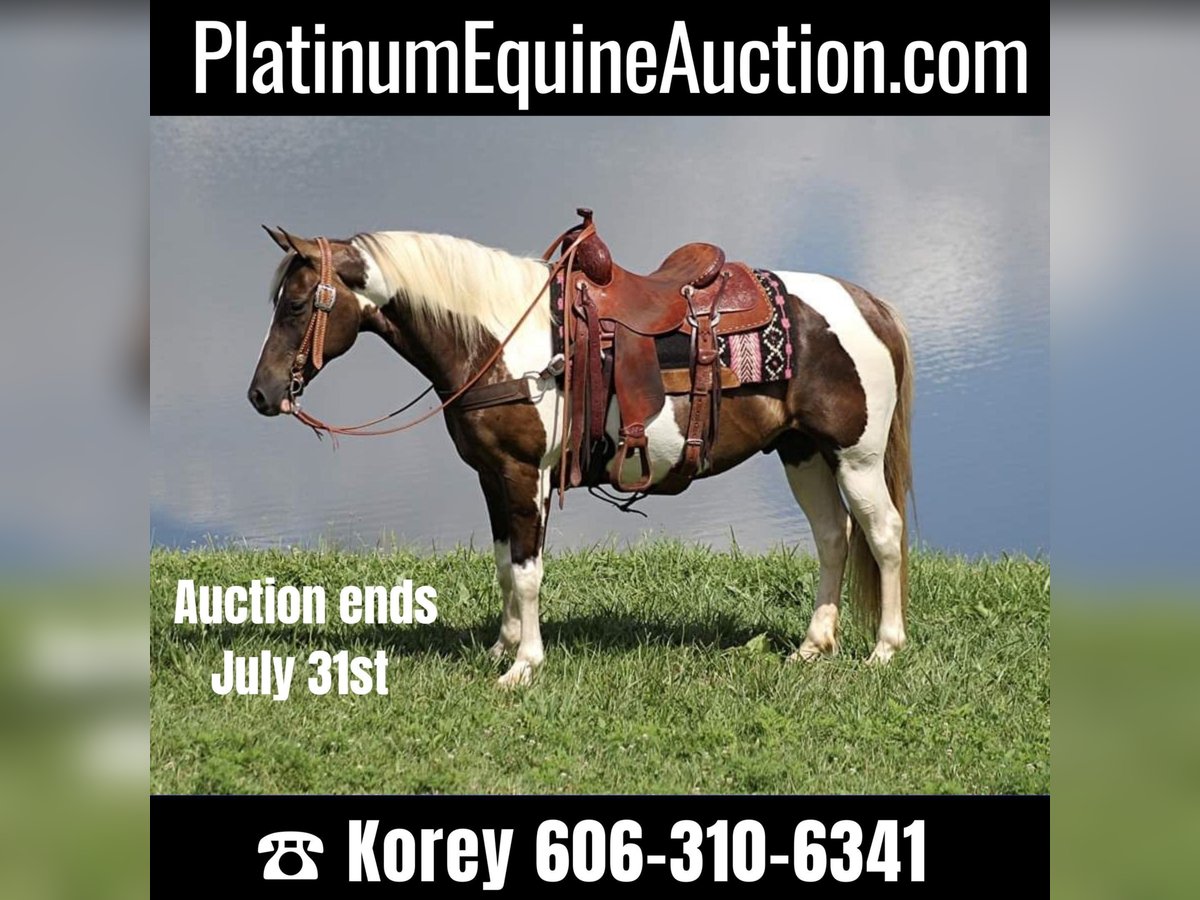 Rocky Mountain Horse Castrone 13 Anni 150 cm Tobiano-tutti i colori in Whitley City KY